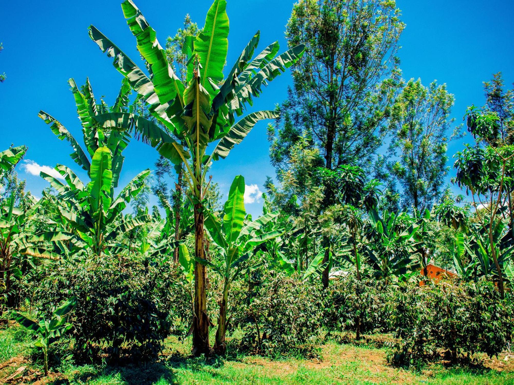 Arusha Jua Home المظهر الخارجي الصورة